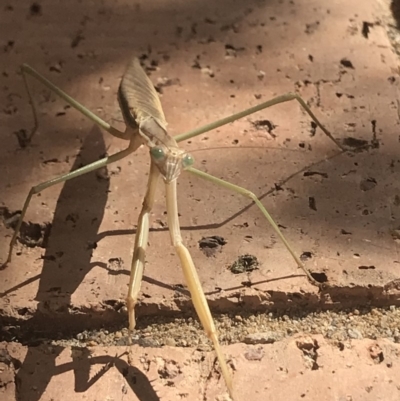 Tenodera australasiae (Purple-winged mantid) at Penrose - 1 Feb 2020 by Emma.D