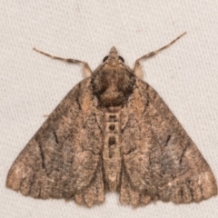 Heliomystis electrica (Electric Moth) at Cotter River, ACT - 7 Feb 2019 by kasiaaus