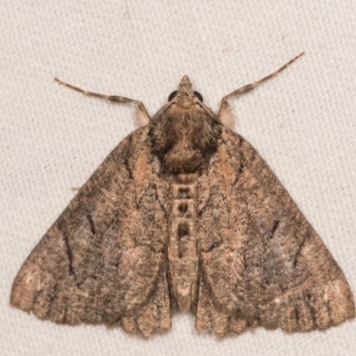 Heliomystis electrica (Electric Moth) at Bimberi Nature Reserve - 7 Feb 2019 by kasiaaus