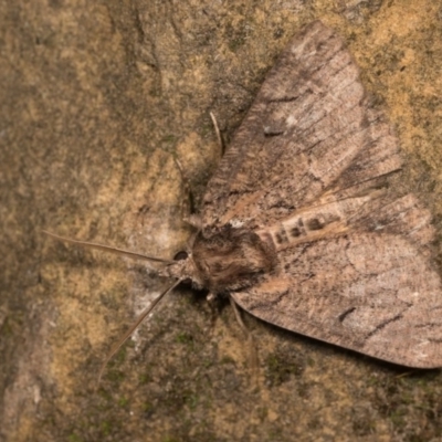 Heliomystis electrica (Electric Moth) at Cotter River, ACT - 7 Feb 2019 by kasiaaus