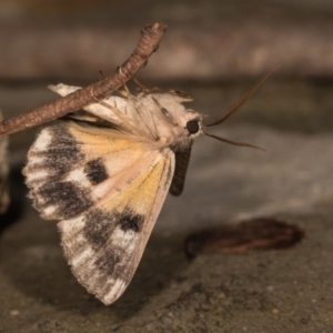 Heliomystis electrica at Cotter River, ACT - 7 Feb 2019