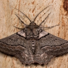 Hypobapta (genus) (A Geometer moth) at Molonglo Valley, ACT - 11 Nov 2018 by kasiaaus