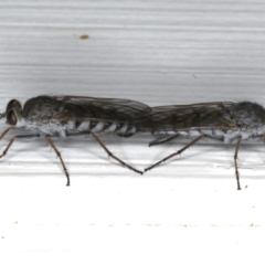 Anabarhynchus sp. (genus) (Stiletto Fly (Sub-family Therevinae)) at Ainslie, ACT - 24 Feb 2020 by jbromilow50