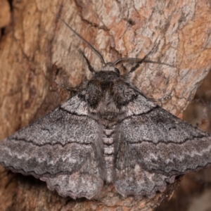 Hypobapta (genus) at Molonglo Valley, ACT - 11 Nov 2018