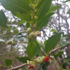 Glochidion ferdinandi (Cheese Tree) at Cunjurong Point, NSW - 3 Mar 2020 by JulieL