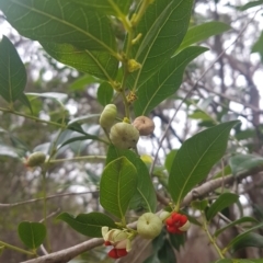 Glochidion ferdinandi (Cheese Tree) at Cunjurong Point, NSW - 2 Mar 2020 by JulieL