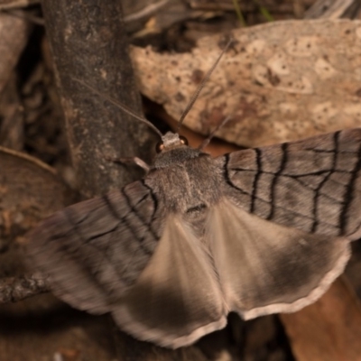 Liometopa rectilinea (Liometopa rectilinea) at Paddys River, ACT - 14 Mar 2018 by kasiaaus