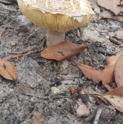 Amanita sp. (Amanita sp.) at Undefined - 3 Mar 2020 by JulieL