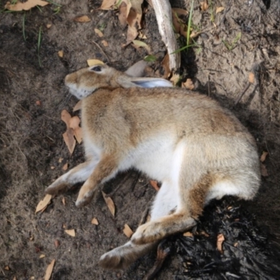 Oryctolagus cuniculus (European Rabbit) at Cotter River, ACT - 25 Feb 2020 by Jek