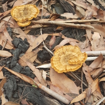 Unidentified Fungus at Cunjurong Point, NSW - 3 Mar 2020 by JulieL