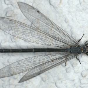 Myrmeleon acer at Ainslie, ACT - 24 Feb 2020