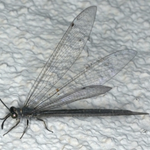 Myrmeleon acer at Ainslie, ACT - 24 Feb 2020