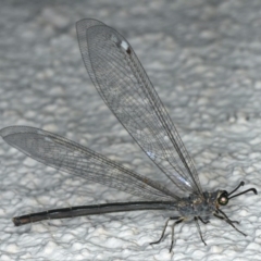 Myrmeleon acer at Ainslie, ACT - 24 Feb 2020 08:11 PM