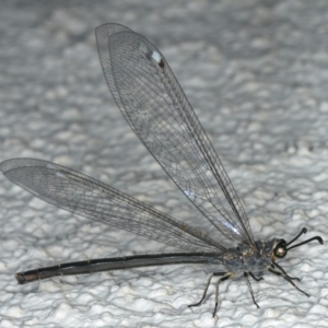 Myrmeleon acer at Ainslie, ACT - 24 Feb 2020