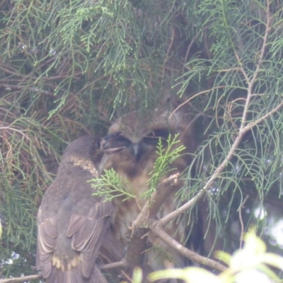 Ninox boobook (Southern Boobook) at Bega, NSW - 3 Mar 2020 by MatthewHiggins