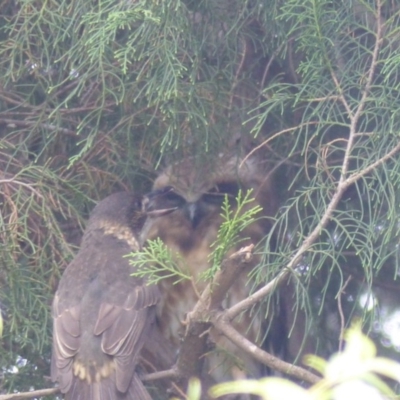 Ninox boobook (Southern Boobook) at Bega, NSW - 2 Mar 2020 by MatthewHiggins