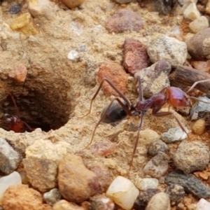 Iridomyrmex purpureus at Lyneham, ACT - 3 Mar 2020