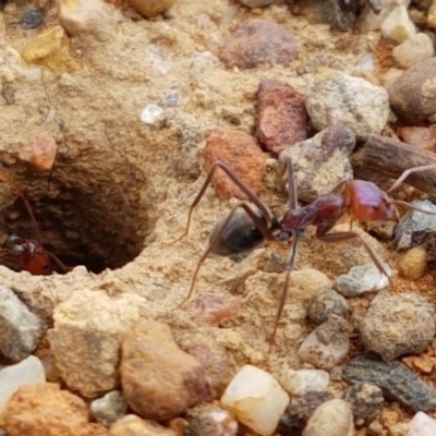 Iridomyrmex purpureus (Meat Ant) at Lyneham Wetland - 3 Mar 2020 by tpreston