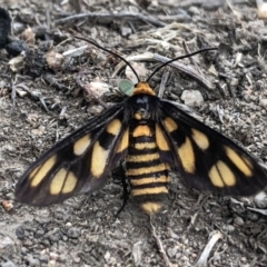 Amata (genus) (Handmaiden Moth) at Stromlo, ACT - 3 Mar 2020 by Lisa.Jok