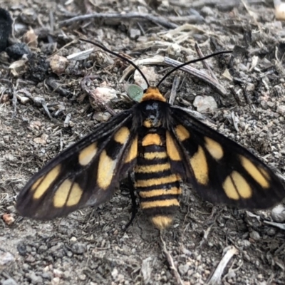 Amata (genus) (Handmaiden Moth) at Stromlo, ACT - 3 Mar 2020 by Lisa.Jok
