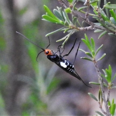 Callibracon capitator (White Flank Black Braconid Wasp) at Paddys River, ACT - 3 Mar 2020 by JohnBundock