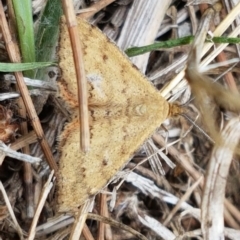 Scopula rubraria (Reddish Wave, Plantain Moth) at Lyneham Wetland - 3 Mar 2020 by tpreston