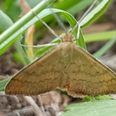 Scopula rubraria (Reddish Wave, Plantain Moth) at Lyneham Wetland - 3 Mar 2020 by tpreston