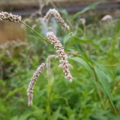 Persicaria lapathifolia (Pale Knotweed) at Lyneham, ACT - 3 Mar 2020 by tpreston