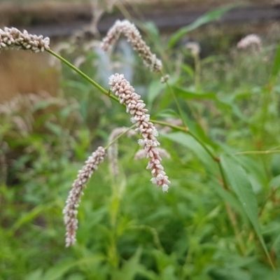 Persicaria lapathifolia (Pale Knotweed) at Lyneham, ACT - 3 Mar 2020 by tpreston