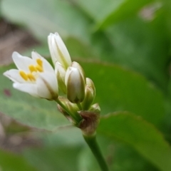 Nothoscordum borbonicum (Onion Weed) at Lyneham, ACT - 3 Mar 2020 by trevorpreston