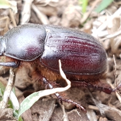 Adoryphorus coulonii (Redheaded pasture cockchafer) at Lyneham, ACT - 3 Mar 2020 by trevorpreston