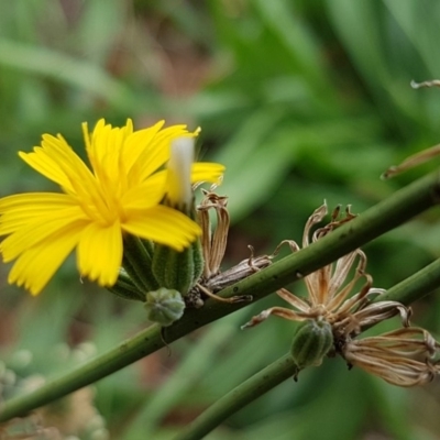 Chondrilla juncea (Skeleton Weed) at Lyneham, ACT - 3 Mar 2020 by trevorpreston