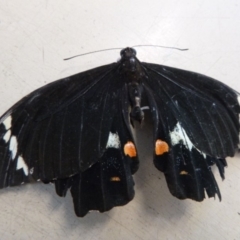 Papilio aegeus (Orchard Swallowtail, Large Citrus Butterfly) at Tathra Public School - 2 Mar 2020 by TathraPreschool