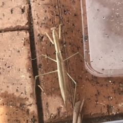 Tenodera australasiae (Purple-winged mantid) at Penrose - 1 Feb 2020 by Emma.D