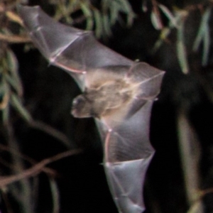 Chalinolobus gouldii at Yarralumla, ACT - 29 Feb 2020 07:53 PM