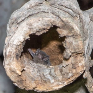 Chalinolobus gouldii at Yarralumla, ACT - 29 Feb 2020