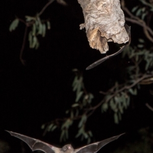 Chalinolobus gouldii at Yarralumla, ACT - 29 Feb 2020