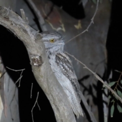 Podargus strigoides (Tawny Frogmouth) at Yarralumla, ACT - 29 Feb 2020 by AndyRoo