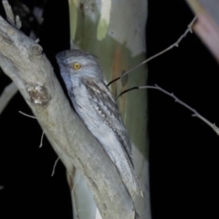 Podargus strigoides at Yarralumla, ACT - 29 Feb 2020