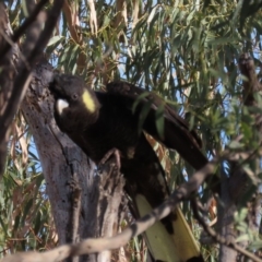 Zanda funerea (Yellow-tailed Black-Cockatoo) at Garran, ACT - 29 Feb 2020 by AndrewZelnik