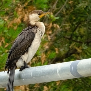 Microcarbo melanoleucos at Melba, ACT - 3 Mar 2020