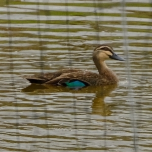 Anas superciliosa at Melba, ACT - 3 Mar 2020