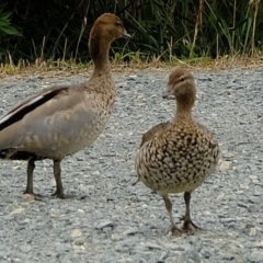 Chenonetta jubata (Australian Wood Duck) at Melba, ACT - 3 Mar 2020 by Kurt