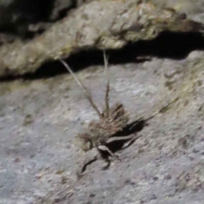 Fulgoroidea sp. (superfamily) (Unidentified fulgoroid planthopper) at Yarralumla, ACT - 29 Feb 2020 by AndyRoo