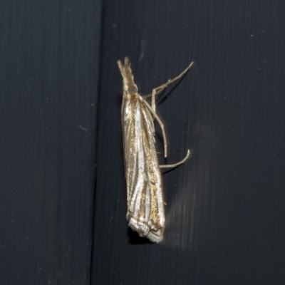 Hednota species near grammellus (Pyralid or snout moth) at Higgins, ACT - 3 Mar 2020 by AlisonMilton