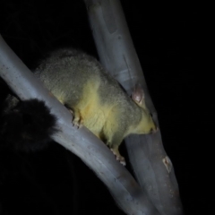 Trichosurus vulpecula (Common Brushtail Possum) at Yarralumla, ACT - 29 Feb 2020 by AndrewZelnik