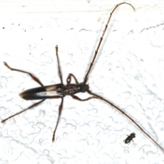 Epithora dorsalis (Longicorn Beetle) at Ainslie, ACT - 24 Feb 2020 by jbromilow50