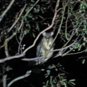 Trichosurus vulpecula at Yarralumla, ACT - 29 Feb 2020