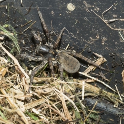 Lycosidae (family) (Wolf spider) at Higgins, ACT - 3 Mar 2020 by AlisonMilton