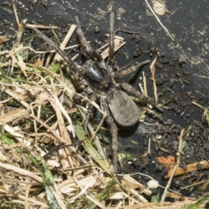 Lycosidae (family) at Higgins, ACT - 3 Mar 2020 08:44 AM